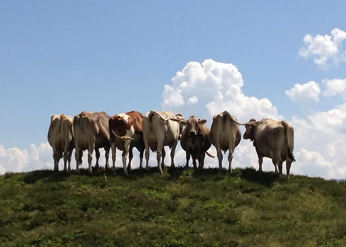 Haus Maran Tatil Evi *